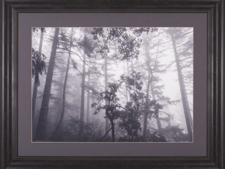 Art Effects Misty Forest Wall Art by Tim Oldford Online