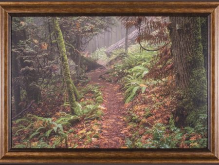 Art Effects Forest Stroll Wall Art by Tim Oldford Fashion