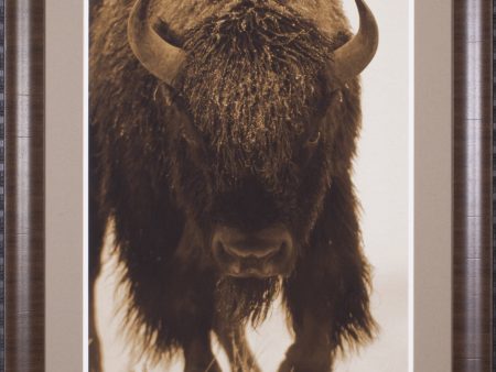 Art Effects American Bison Portrait in Snow North America Wall Art by Tim Fitzharris on Sale