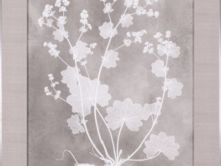 Art Effects Herbarium Study I Wall Art by Vision Studio Online