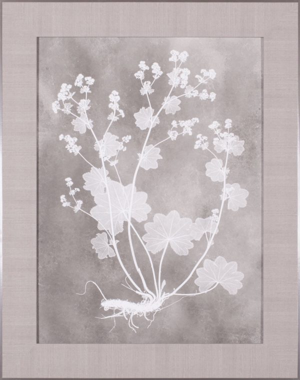 Art Effects Herbarium Study I Wall Art by Vision Studio Online