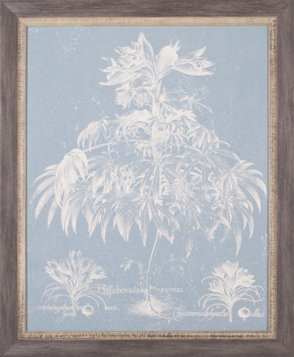 Art Effects Delicate Bester Botanical I Wall Art by Vision Studio Online now