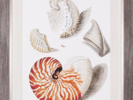 Art Effects Collected Shells I Wall Art by Vision Studio Cheap