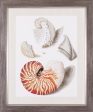 Art Effects Collected Shells I Wall Art by Vision Studio Cheap