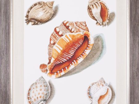 Art Effects Collected Shells VII Wall Art by Vision Studio Supply