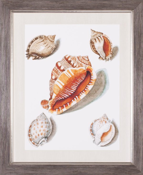 Art Effects Collected Shells VII Wall Art by Vision Studio Supply