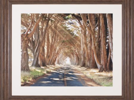 Art Effects Cypresses Wall Art by Alan Klug For Sale