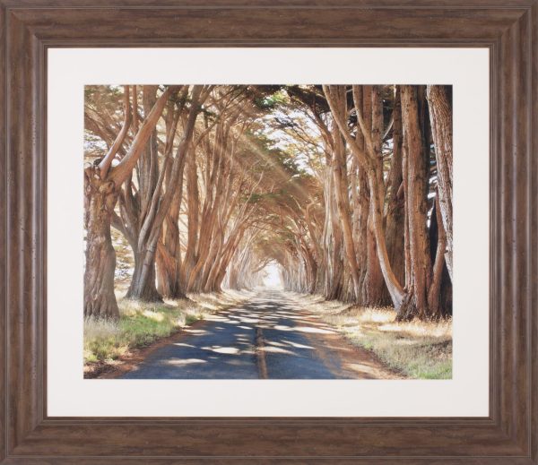 Art Effects Cypresses Wall Art by Alan Klug For Sale