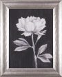 Art Effects Black and White Flowers III Wall Art by Ethan Harper Online