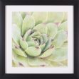 Art Effects Garden Succulents IV Wall Art by Laura Marshall Online Hot Sale