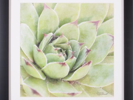 Art Effects Garden Succulents IV Wall Art by Laura Marshall Online Hot Sale