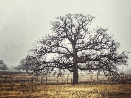 Art Effects Foggy Oak Wall Art by Kristi Goodkind For Cheap