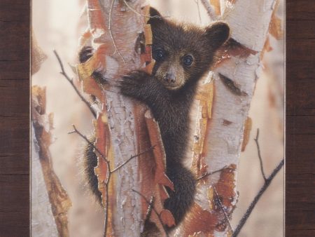 Art Effects Curious Cub II Wall Art by Collin Bogle For Sale