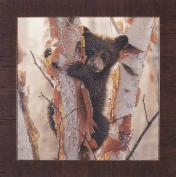 Art Effects Curious Cub II Wall Art by Collin Bogle For Sale