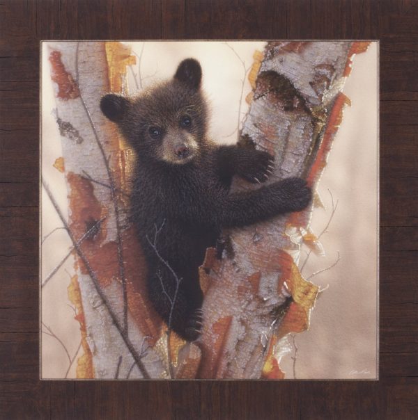 Art Effects Curious Cub I Wall Art by Collin Bogle For Cheap