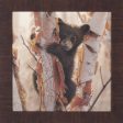 Art Effects Curious Cub Petite II Wall Art by Collin Bogle For Cheap