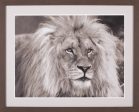 Art Effects King of Africa Wall Art by Pangea Images on Sale