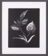 Art Effects Assorted Leaves On Black I Wall Art by Patricia Pinto Hot on Sale