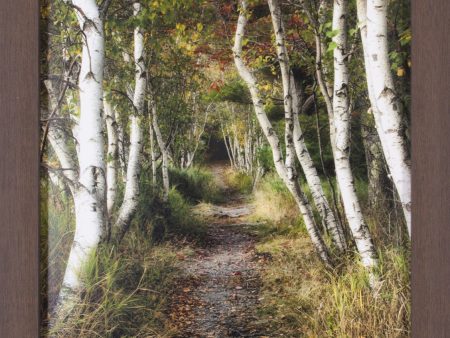 Art Effects Birch Path II Wall Art by Danny Head Online Hot Sale