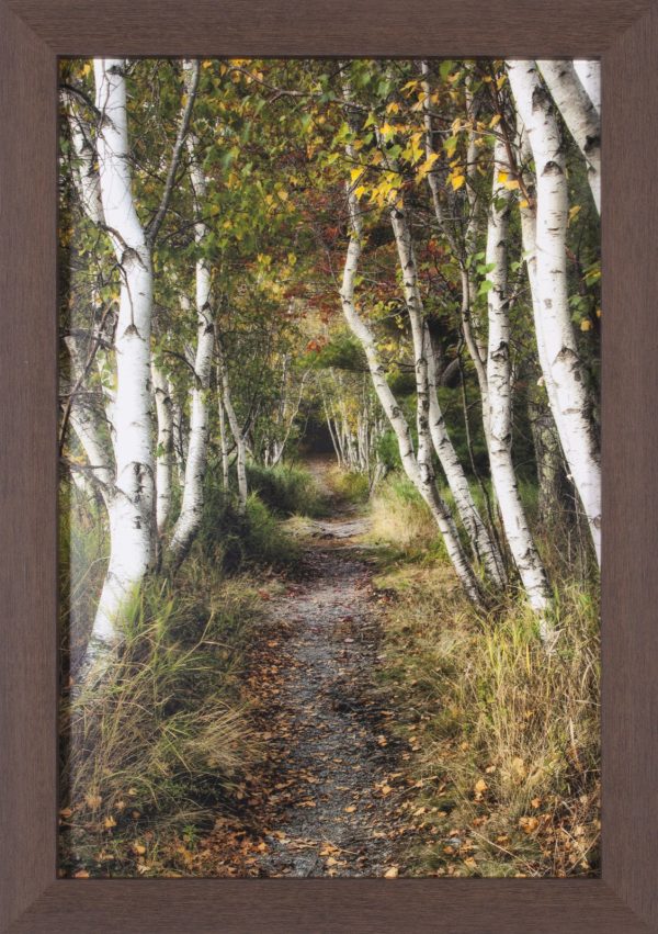 Art Effects Birch Path II Wall Art by Danny Head Online Hot Sale