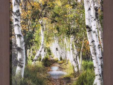 Art Effects Birch Path I Wall Art by Danny Head Supply