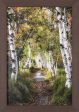 Art Effects Birch Path I Wall Art by Danny Head Supply