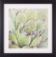 Art Effects Garden Succulents I Wall Art by Laura Marshall Sale