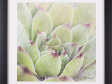 Art Effects Garden Succulents I Wall Art by Laura Marshall Sale