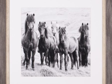 Art Effects Black and White Horses VIII Wall Art by PH Burchett Fashion