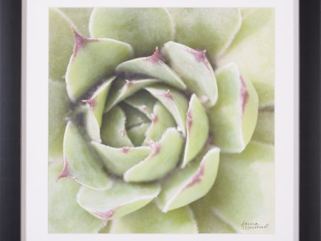 Art Effects Garden Succulents II Wall Art by Laura Marshall Online Hot Sale