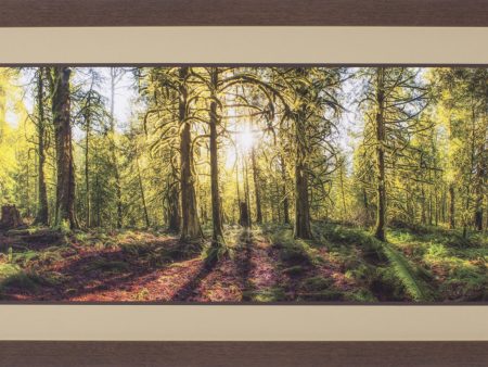 Art Effects Golden Forest Wall Art by Vladimir Kostka Cheap