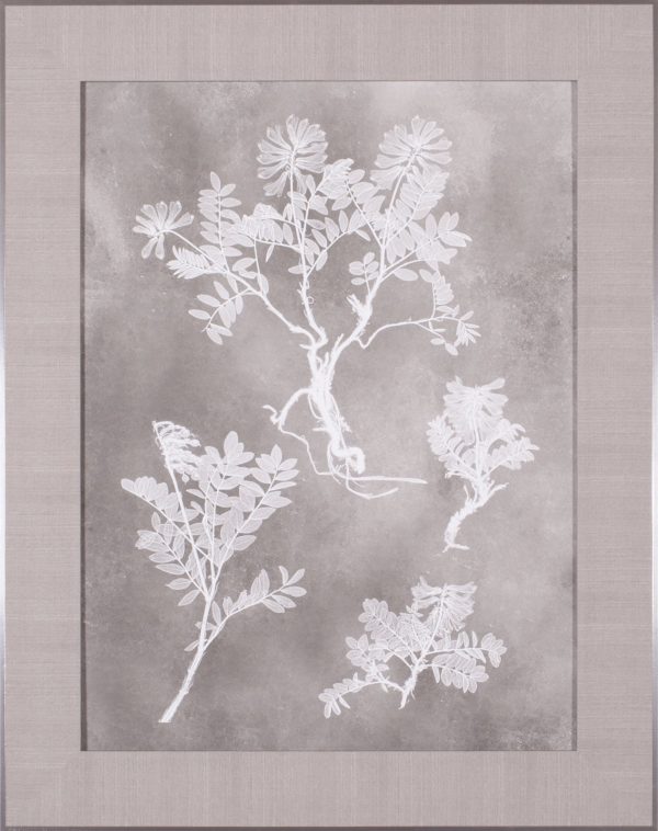 Art Effects Herbarium Study II Wall Art by Vision Studio Discount