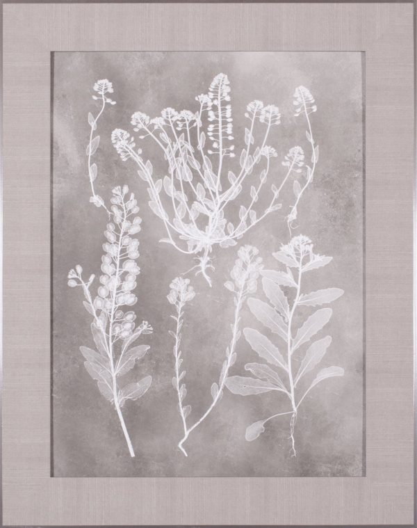 Art Effects Herbarium Study III Wall Art by Vision Studio For Discount