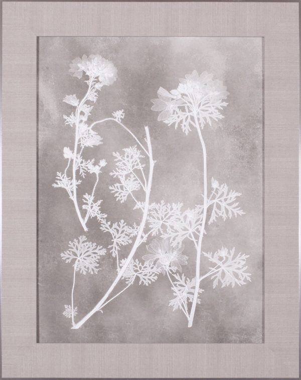 Art Effects Herbarium Study IV Wall Art by Vision Studio For Sale