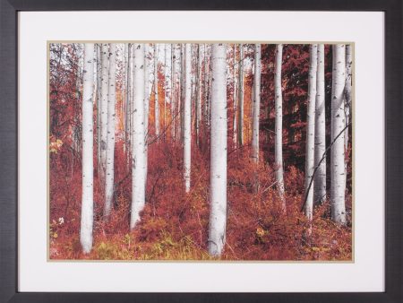 Art Effects Fall Birches Wall Art by Vladimir Kostka For Sale