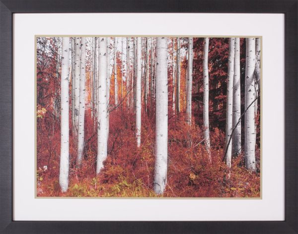 Art Effects Fall Birches Wall Art by Vladimir Kostka For Sale